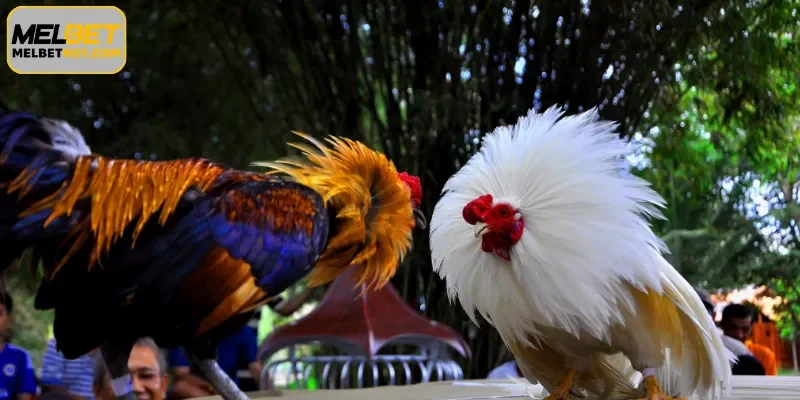 Cockfighting – Spectacular action from the arena