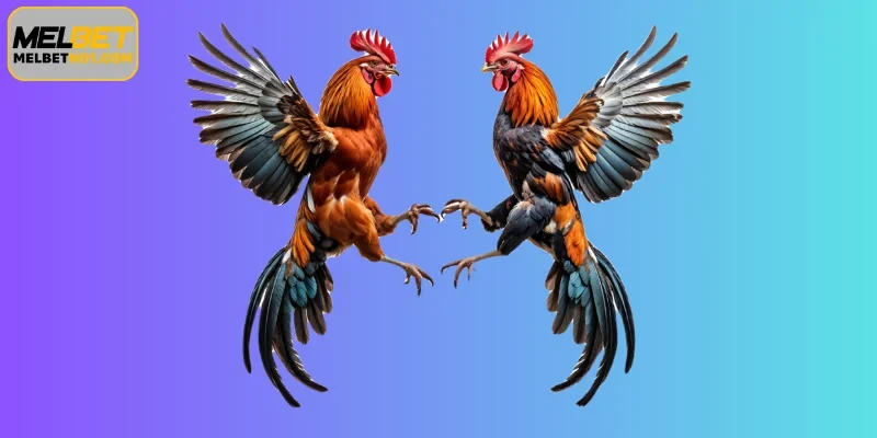 Learn about Melbet Cockfight