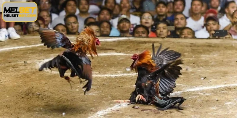 Pro Strategies for Winning at AOG Cockfight
