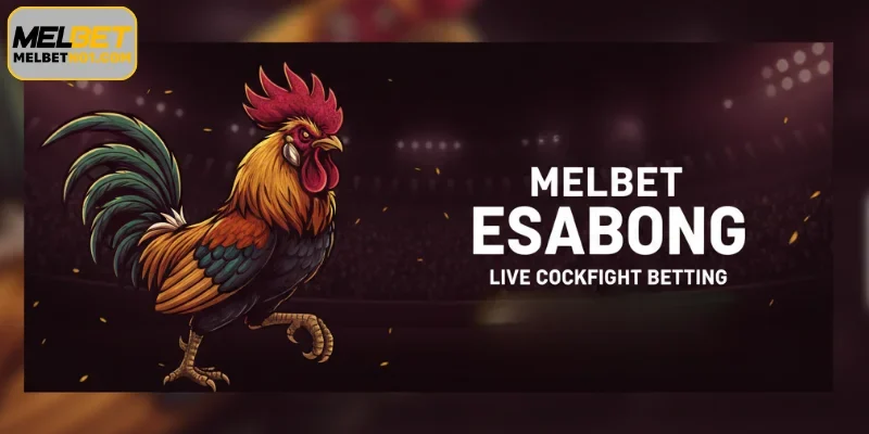Types of competitions in Melbet Cockfight